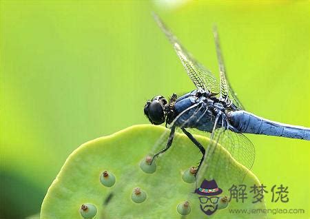 蜻蜓風水